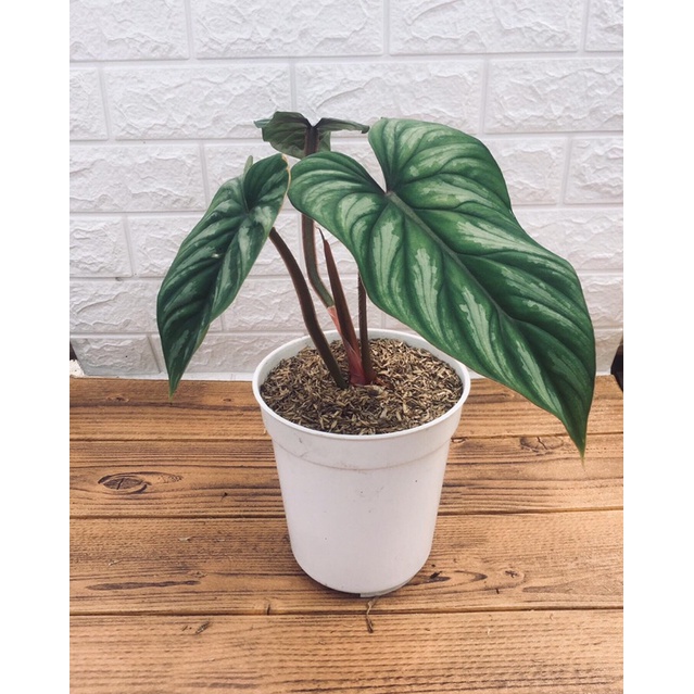 Philodendron Plowmanii