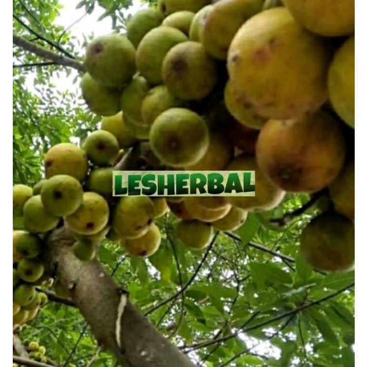 buah elo buah loa atau buah ara ficus racemosa segar 1kg