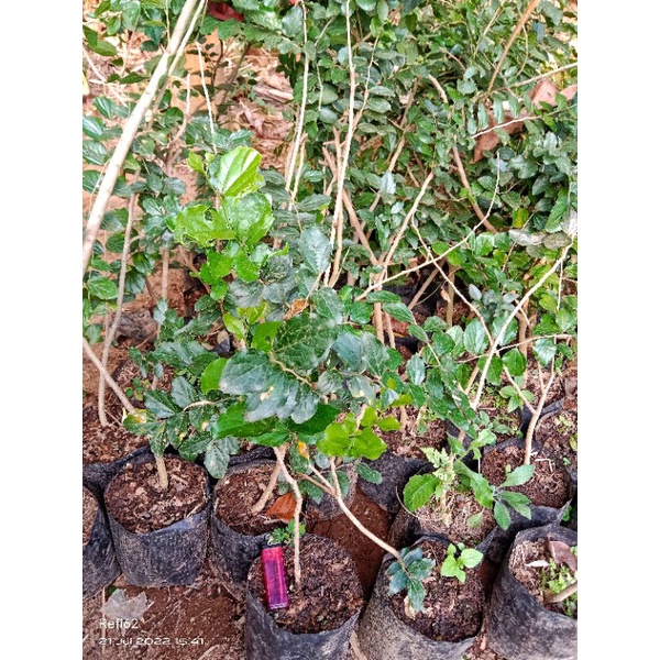 phusu batu import bahan bonsai langka