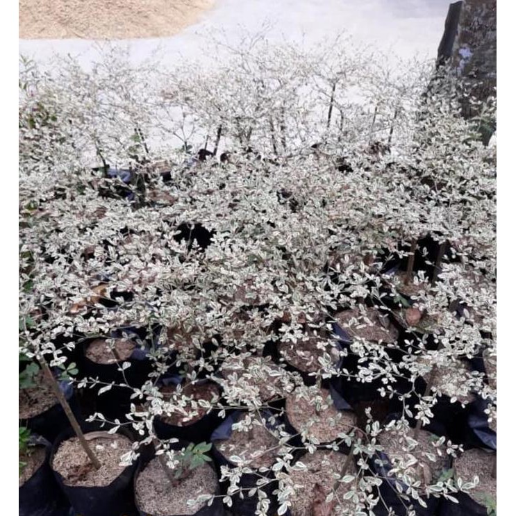 JUAL BIBIT TANAMAN POHON KETAPANG KENCANA VARIGATA PUTIH BIBIT / BIJI BIG SALE♨❐