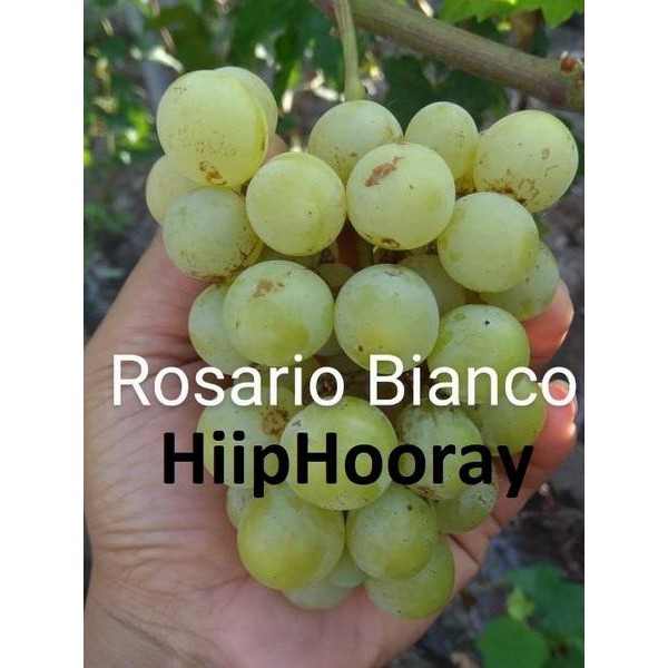 Bibit Anggur Import Rosario Bianco