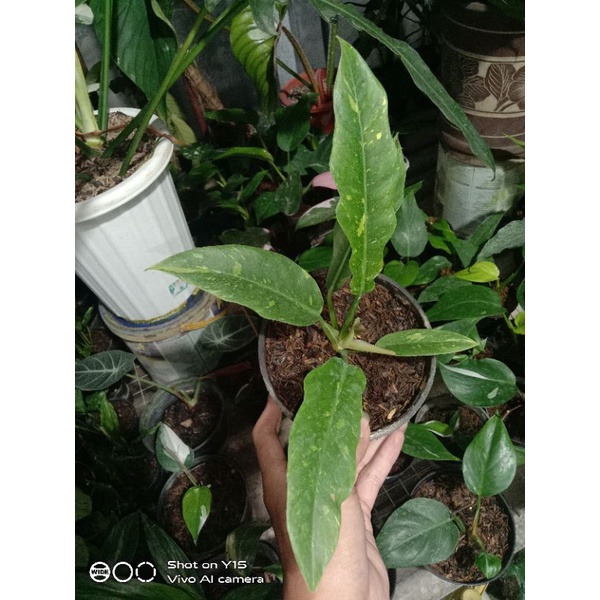 philodendron ring of fire