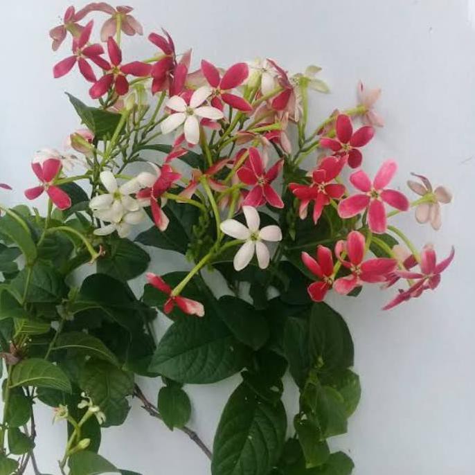 TANAMAN HIAS BUNGA MELATI BELANDA BIBIT POHON BUNGA THAI DOUBLE FLOWER TERMURAH