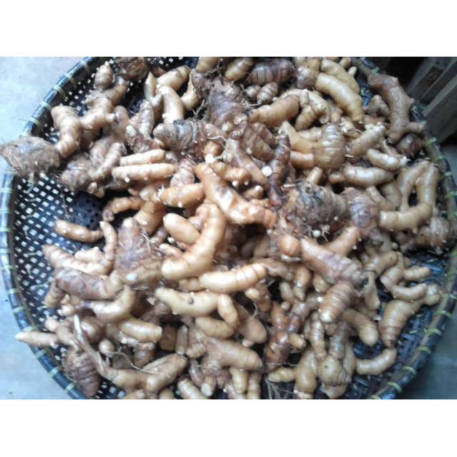 

Temu Putih / Kunyit Putih ( Curcuma Zedoaria ) 1 Kg