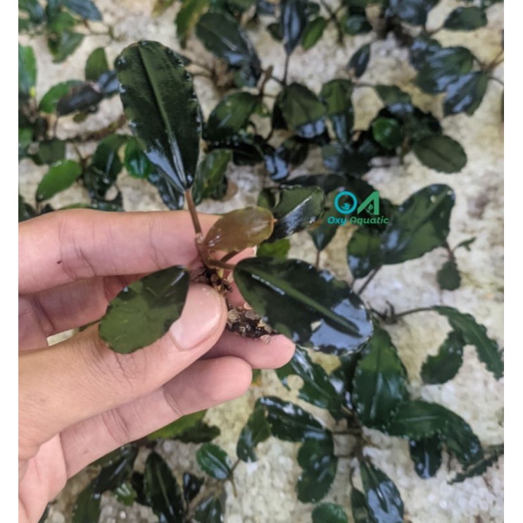 Jual Buce Black Pink isi 15 rizom Oxy Aquatic Ponorogo