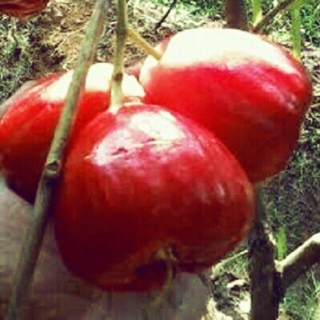 

bibit jambu air red taiwan