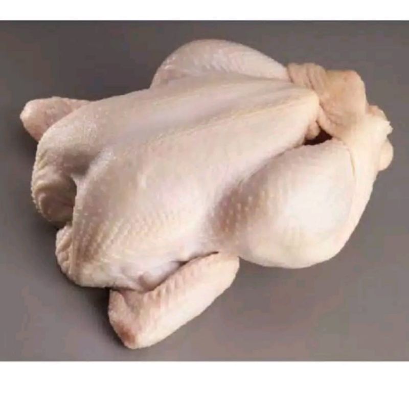 

Ayam Potong Segar Ukuran Besar per 1 ekor