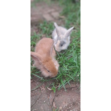 Kelinci Nanush Anggora