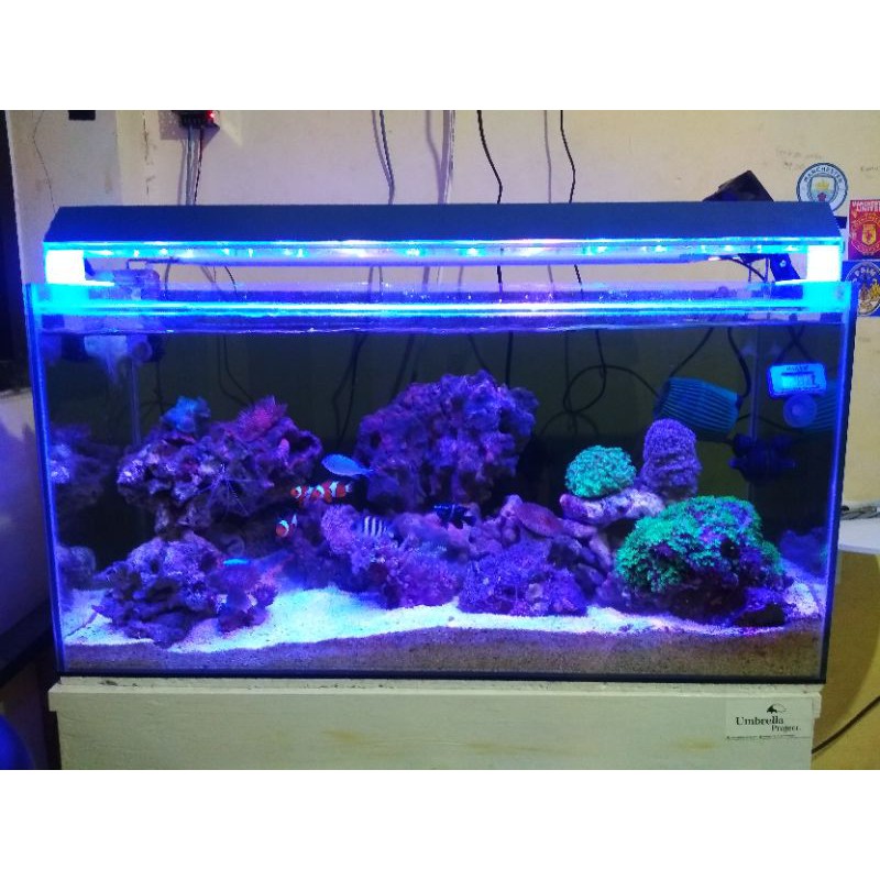 480 Koleksi Contoh Lampu Aquarium Gratis