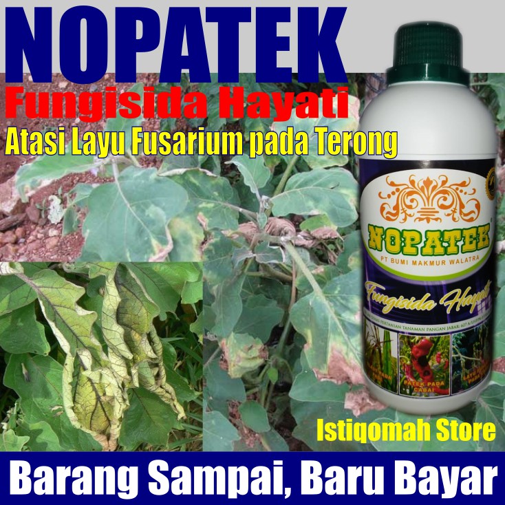 NOPATEK Fungisida Hayati Obat Hama Mengatasi Layu Fusarium pada Tanaman Terong Paling Ampuh &amp; Manjur