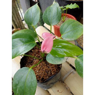 Tanaman Hias Bibit Bunga Anthurium Mini Shopee Indonesia