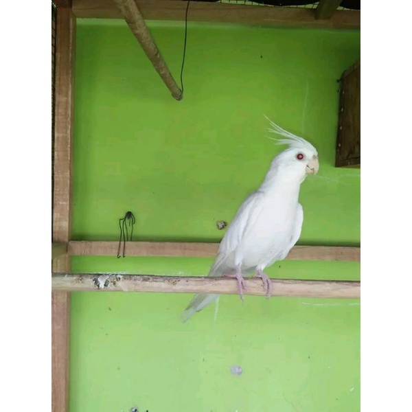 burung falk albino