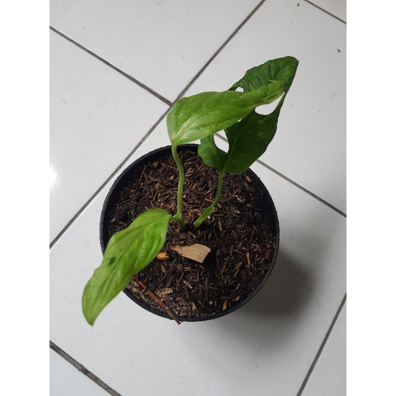 

jabol varigta lokal