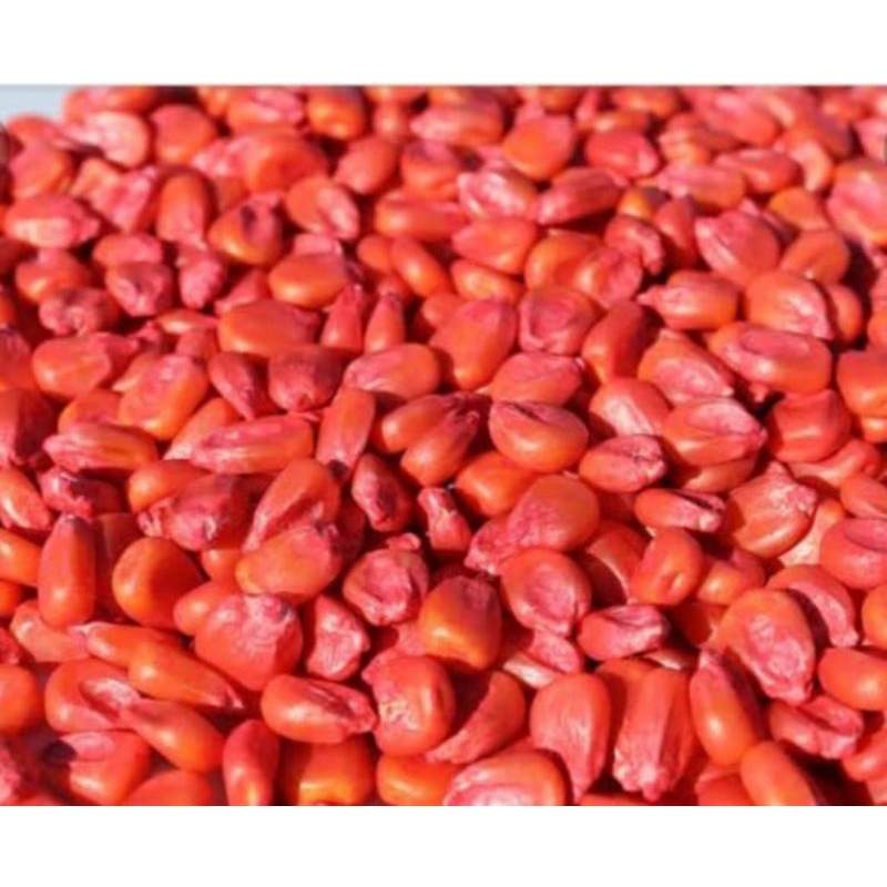 benih jagung kristal super unggul 1kg