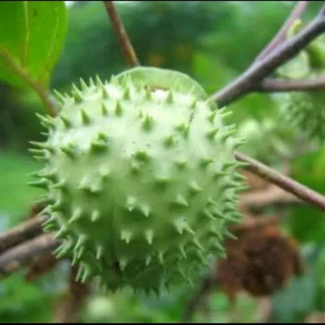 1Paket buah Kecubung wulung segar