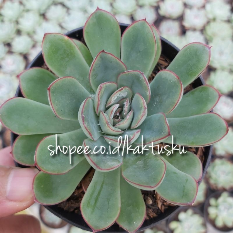 KAKTUS SUKULEN_Echeveria Pulidonis