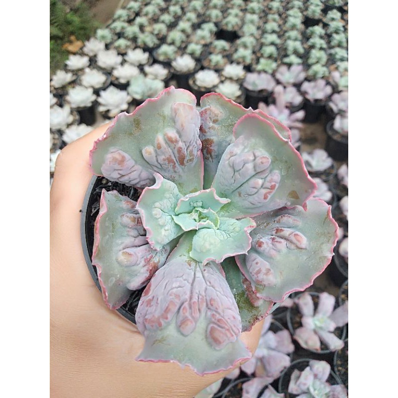kaktus sukulen echeveria culibra