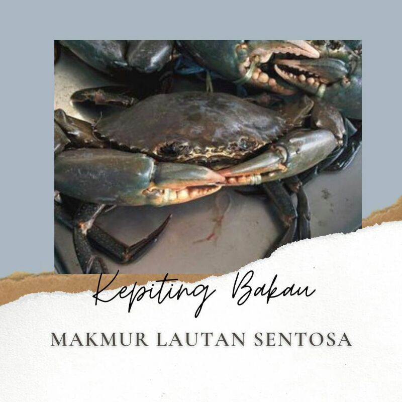 

KEPITING JANTAN HIDUP FRESH 1KG