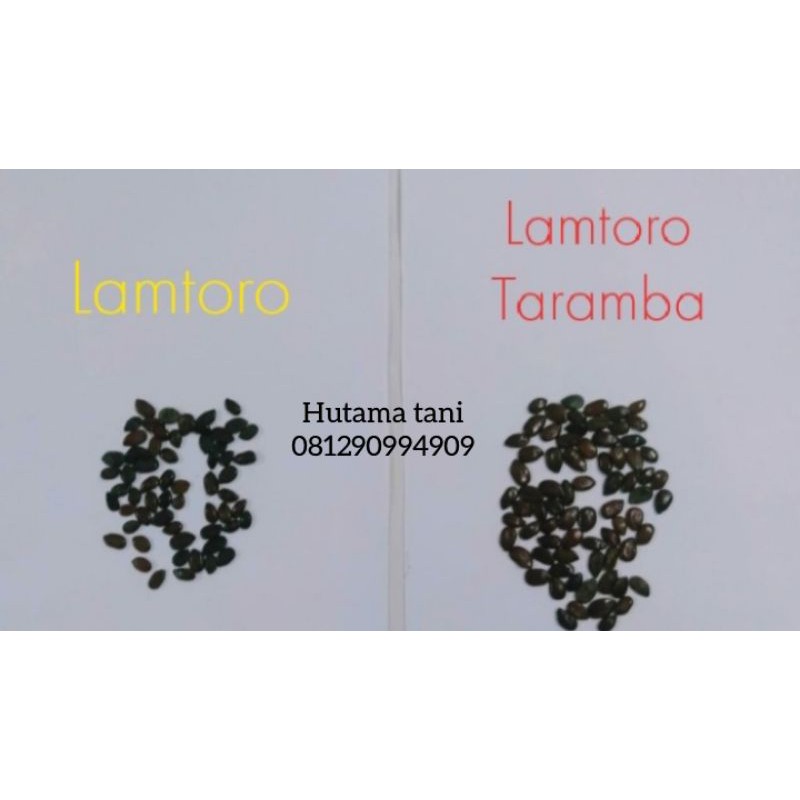 Lamtoro Gung/ lamtoro taramba leucanea leucocephala