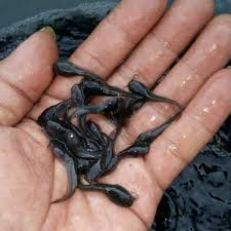 bibit lele berkualitas size 4-5 cm