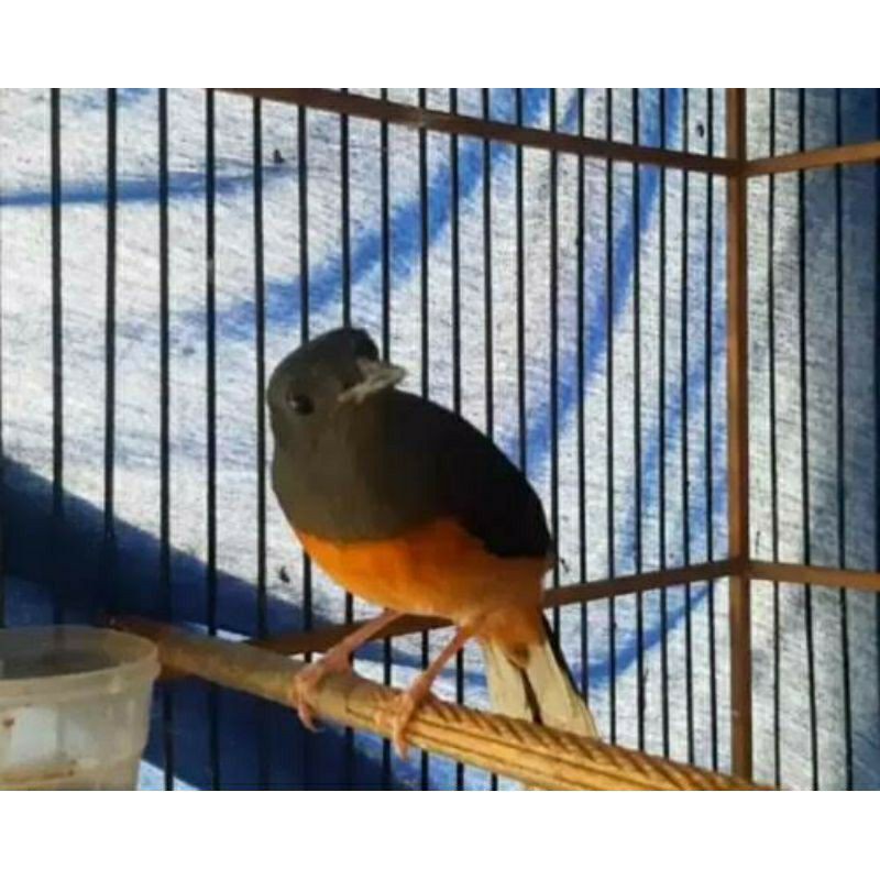 burung murai batu betina muda semi kembung