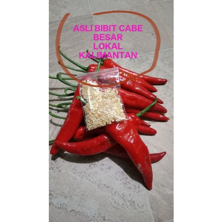 CABE BESAR LOKAL KALIMANTAN