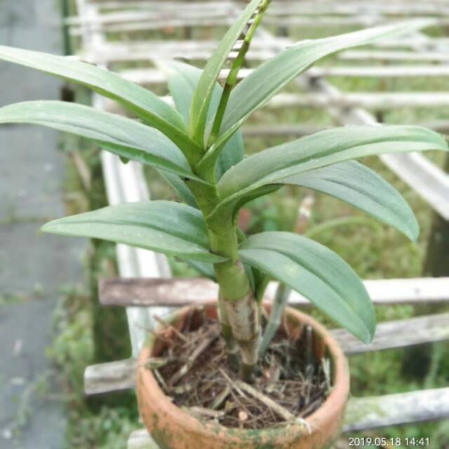 Tanaman hias anggrek dendrobium-dendrobium-anggrek-bibit tanaman-tanaman anggrek-tanaman hias
