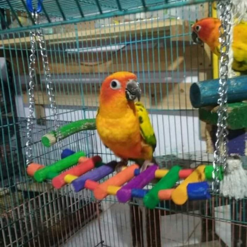 MAINAN AYUNAN BURUNG