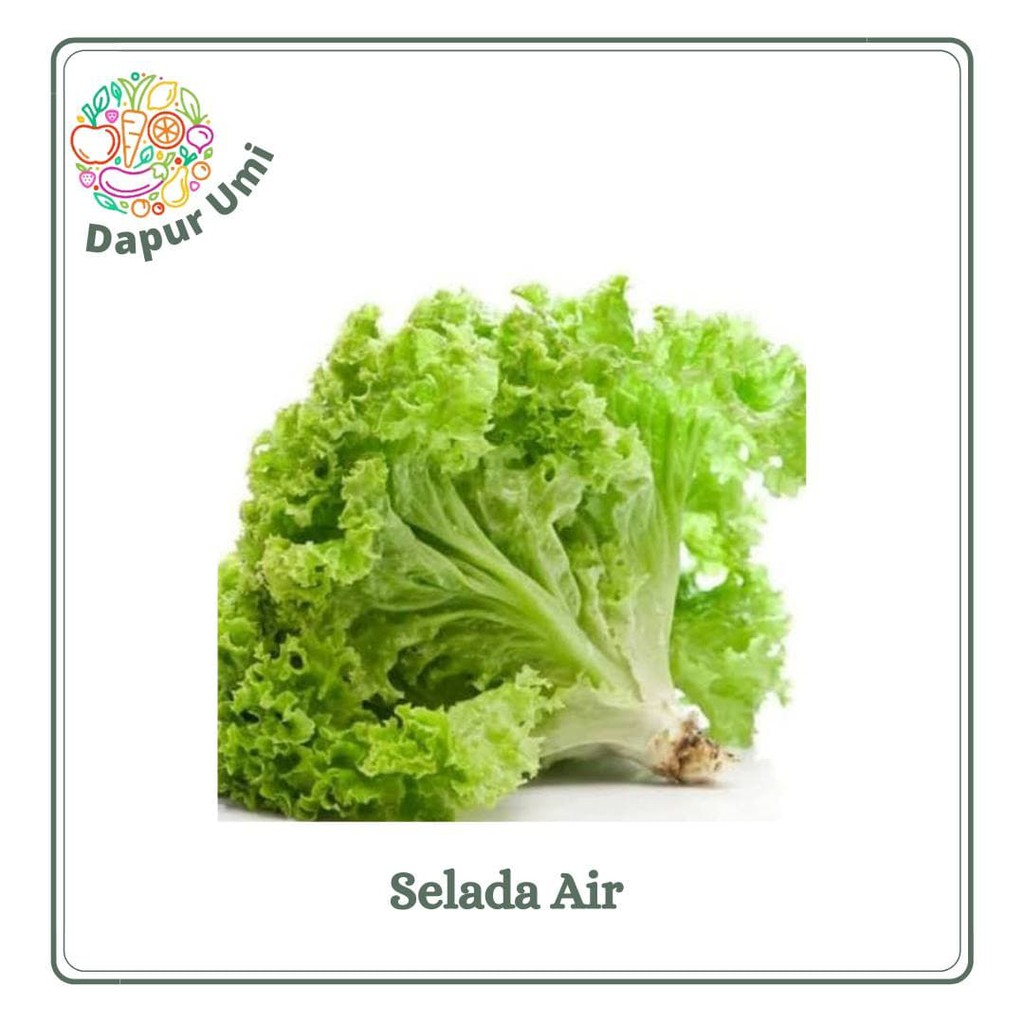 

SELADA SLADA BOKOR - SAYUR SAYURAN SEGAR PURWAKARTA