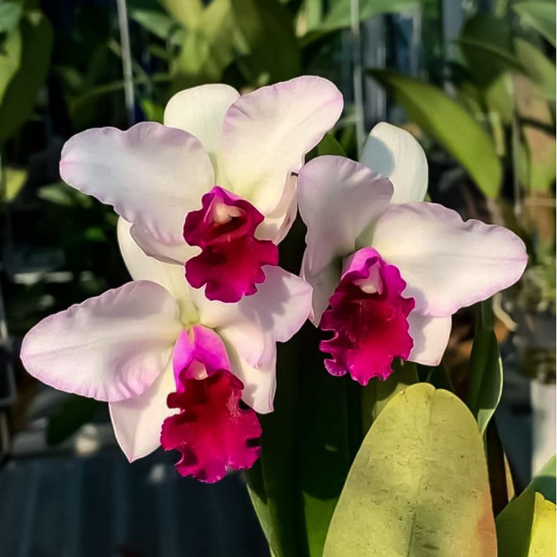 Anggrek Cattleya Dewasa Yamasaky Bunga Cattleya Dewas