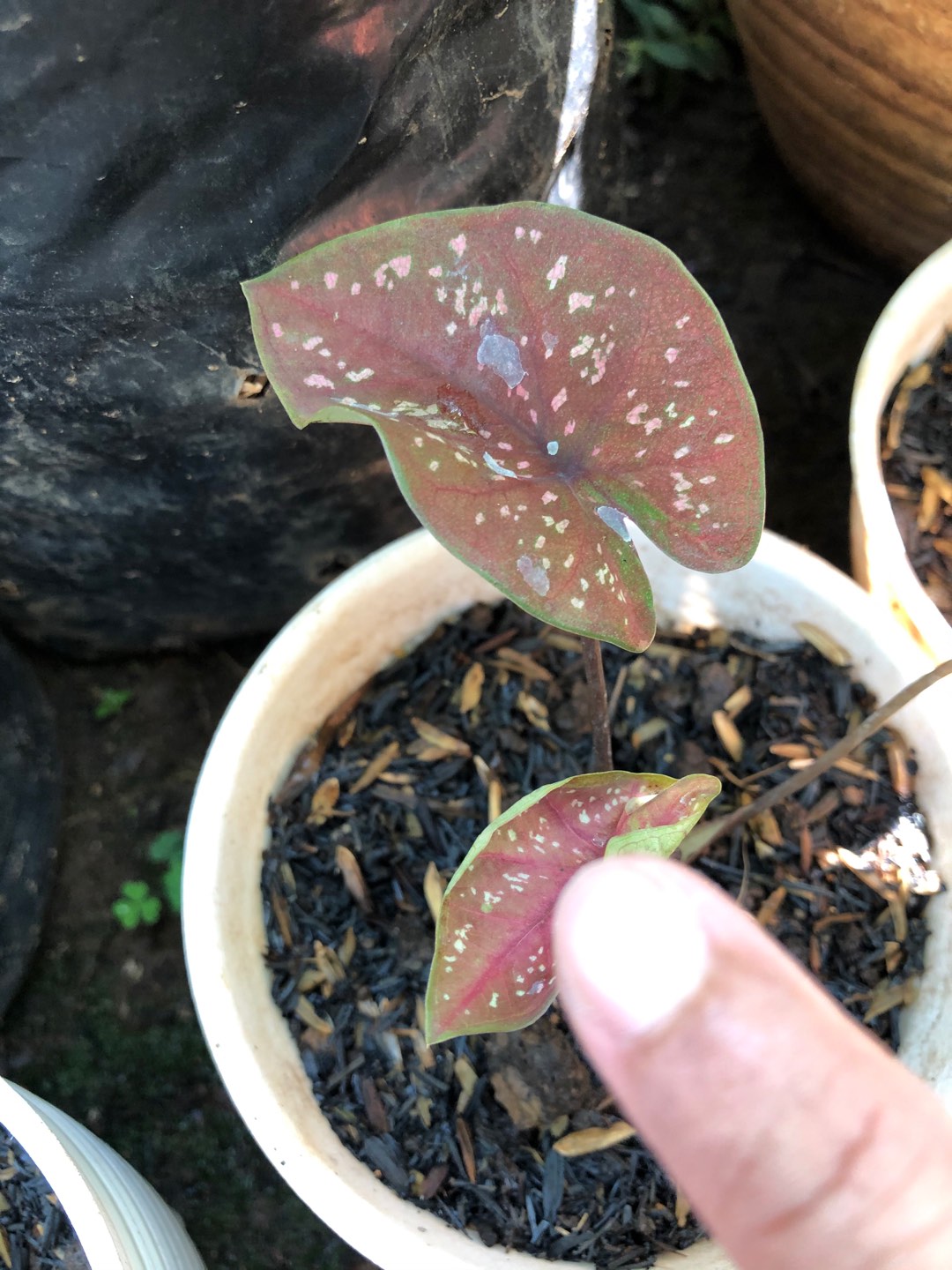 Bibit Tanaman Hias / Keladi / Caladium / Kaladium Dark Chocho / Coco