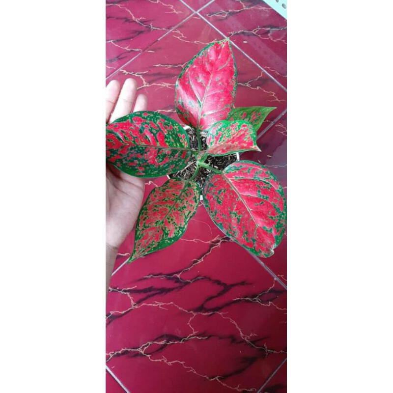 Tanaman Hias Aglonema Red King - aglonema