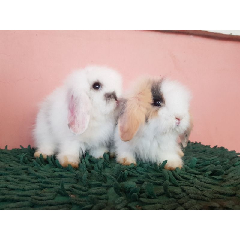 sepasang anakan kelinci hias jenis fuzzylop khusus gojek