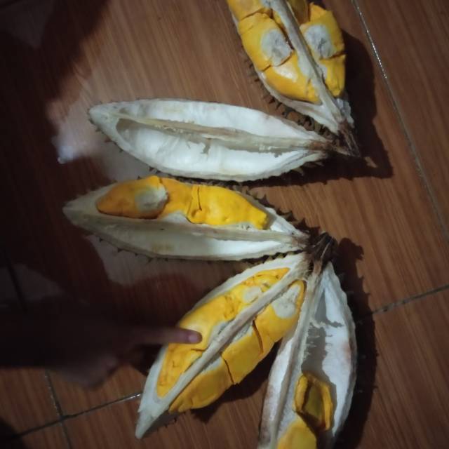 

durian si lay
