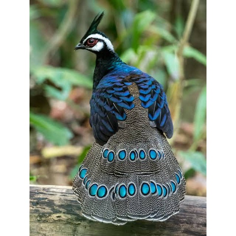 

TELUR AYAM HIAS RINGNECK PHEASANT JENIS PALAWAN FERTIL UNTUK DITETASKAN