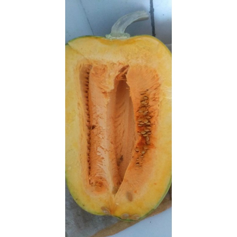 benih bibit labu parang/labu waluh