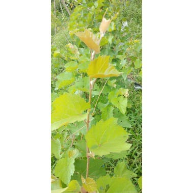 Promo 3 Bibit Tanaman Anggur Rootstock Import Freedom