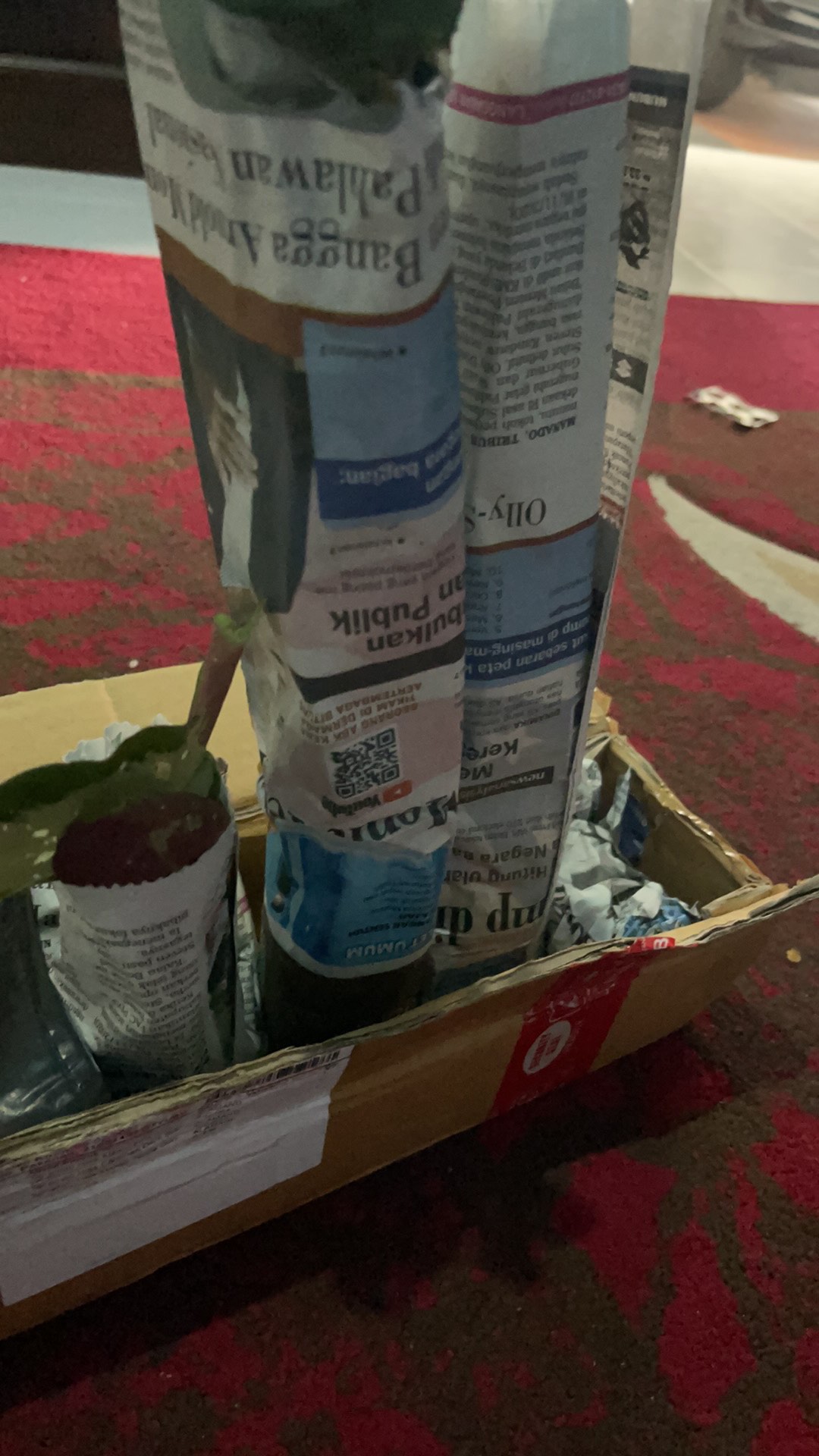 Tanaman Hias Mawar Tanpa Duri