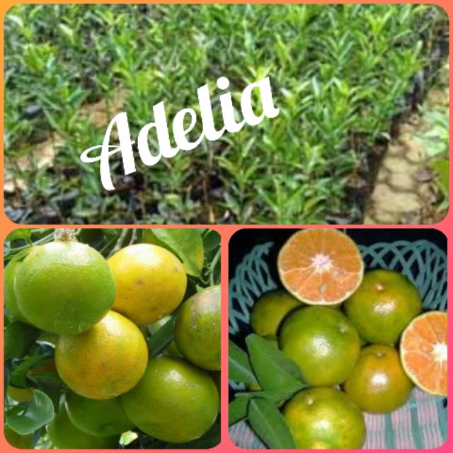 Bibit jeruk manis BW