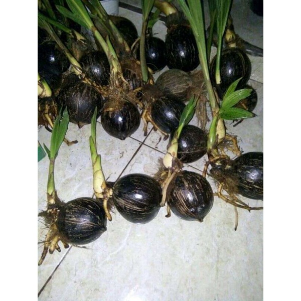 Bonsai kelapa termurah bahan bonsai kelapa