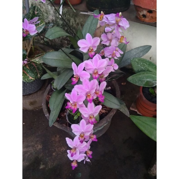 anggrek bulan mini / doritis