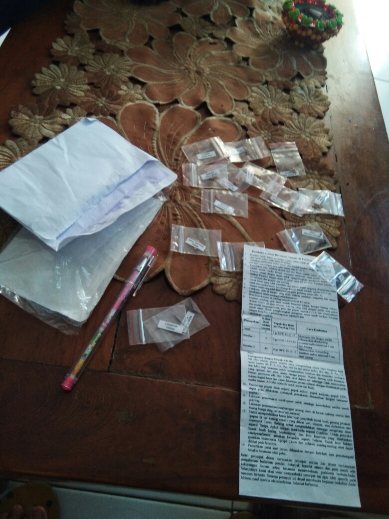 Johrnia 4 Benih Bunga Mawar Multicolor B