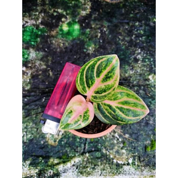 Aglonema Rinjani Baby/anakan