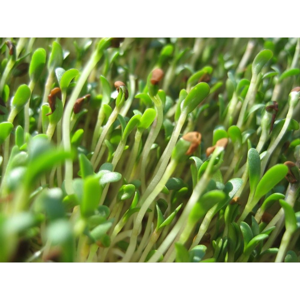 Benih Bibit Alfalfa Sprout Known You Seed Limited