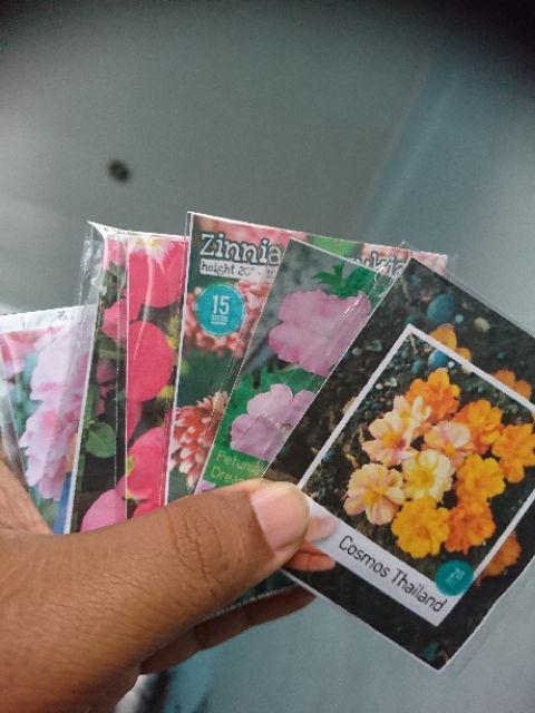 Phlox Sugar Star, 8 Biji