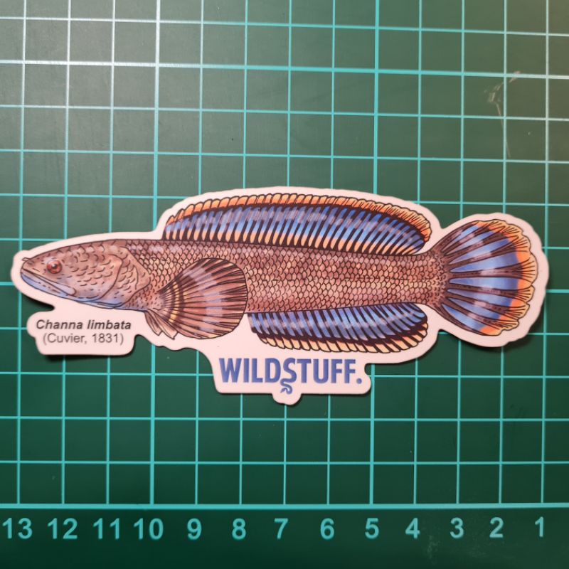 

STICKER CHANNA LIMBATA