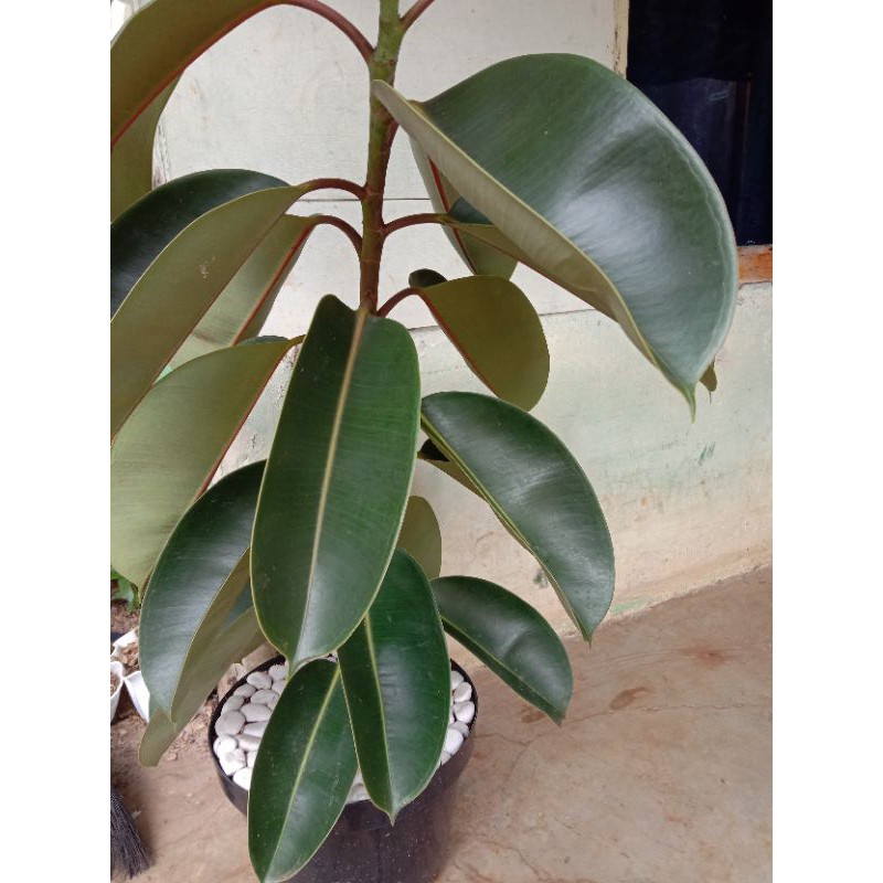 tanaman karet kebo/pohon karet kebo