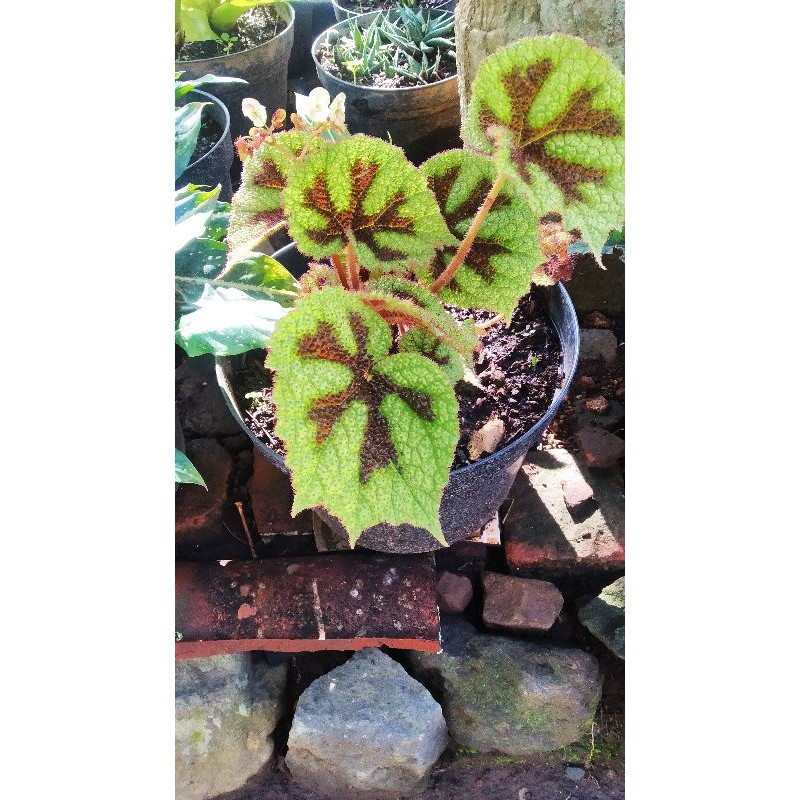 Tanaman Hias Begonia