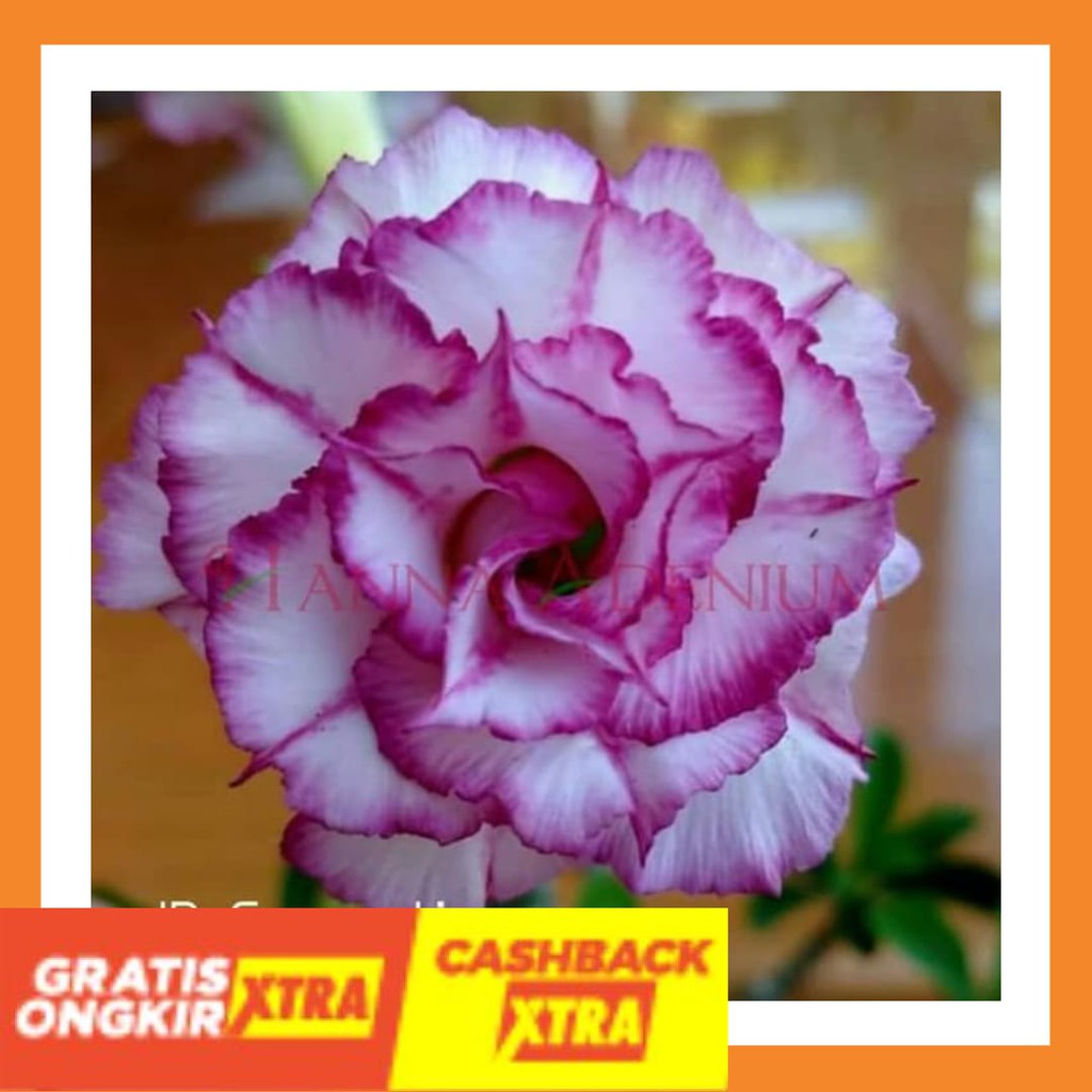 

TERBARU BEST SELLER - Bibit Kamboja Adenium Coornation