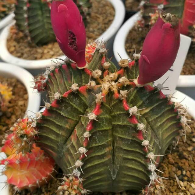 Paket 10pcs Biji benih kaktus milo starfire 7ribs